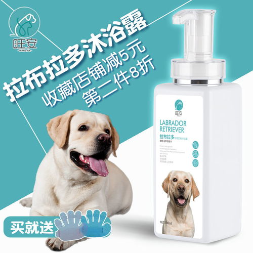 如何为拉布拉多犬选择沐浴露？杀菌除臭止痒护毛全攻略